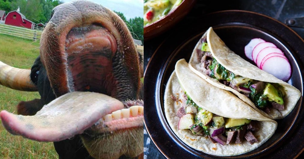 lengua
